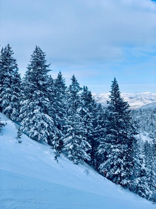 Snow-covered evergreen trees on a mountainside
